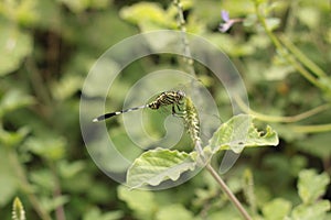 Dragonflies or sibar-sibar and needle dragonflies are a group of insects belonging to the Odonata nation