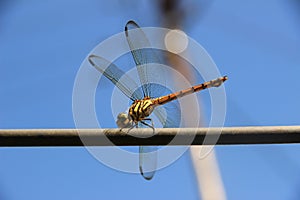 Dragonflies on summer day photo