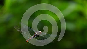 The Dragonflt Onicothemis culminicola flying