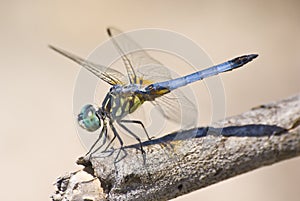 Dragonfly photo