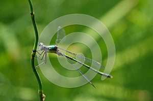 Dragonfly