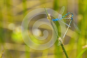 Dragonfly