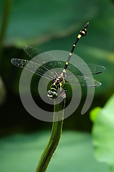 A dragonfly