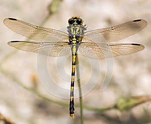 Dragonfly