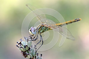 Dragonfly