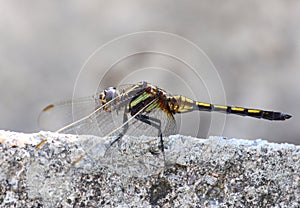 Dragonfly