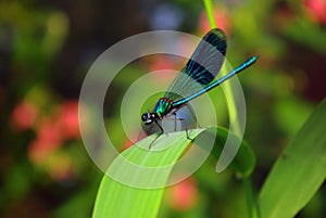 Dragonfly photo