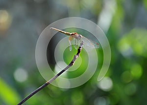 Dragonfly
