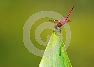 Dragonfly