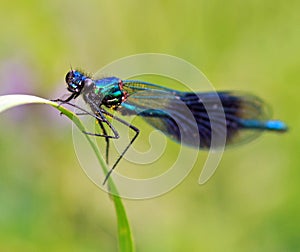 Dragonfly