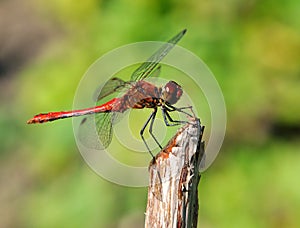 Dragonfly