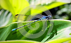 Dragonfly photo