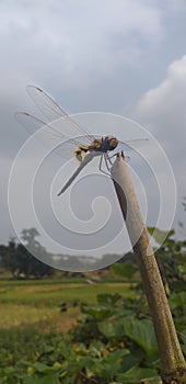 Dragonfly