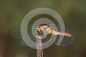 Dragonfly