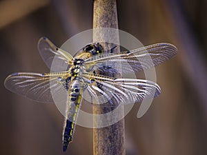 Dragonfly