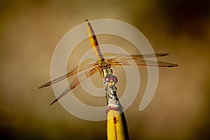 Dragonfly