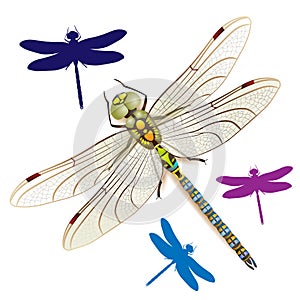 Dragonfly