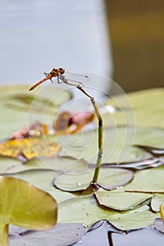 Dragonfly