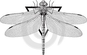 Dragonfly photo