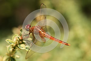 Dragonfly photo