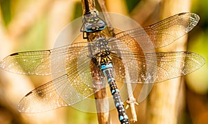 Dragonfly