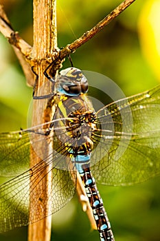 Dragonfly