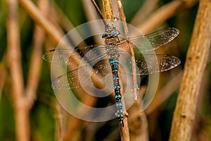 Dragonfly