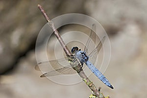 Dragonfly