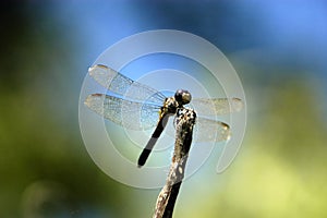 Dragonfly