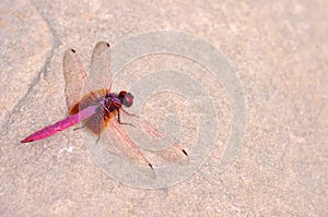 Dragonfly