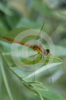 Dragonfly