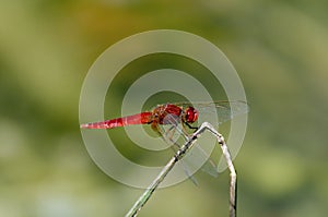 Dragonfly