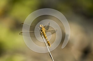 Dragonfly