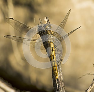 Dragonfly