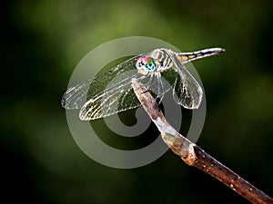 Dragonfly