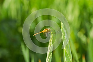 Dragonfly