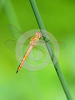 Dragonfly photo