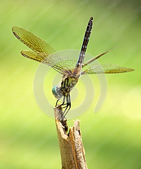 Dragonfly