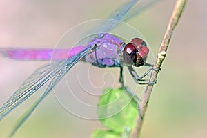 Dragonfly