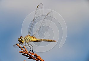 Dragonfly