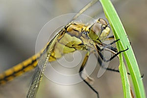 Dragonfly