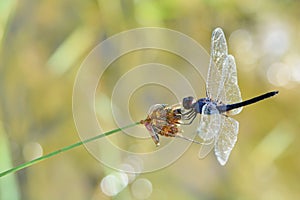 Dragonfly