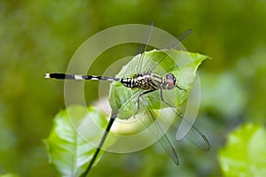 Dragonfly photo