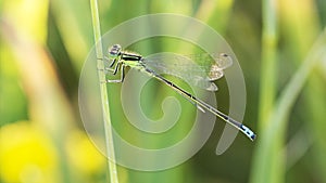 Dragonfly