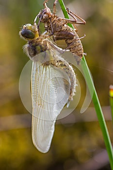 Dragonfly