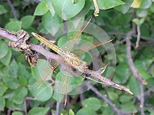 Dragonfly from above photo