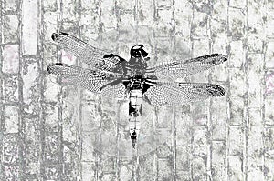 Dragonfly abstract modern art