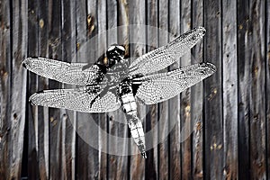 Dragonfly abstract modern art