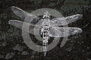 Dragonfly abstract modern art