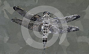 Dragonfly abstract modern art